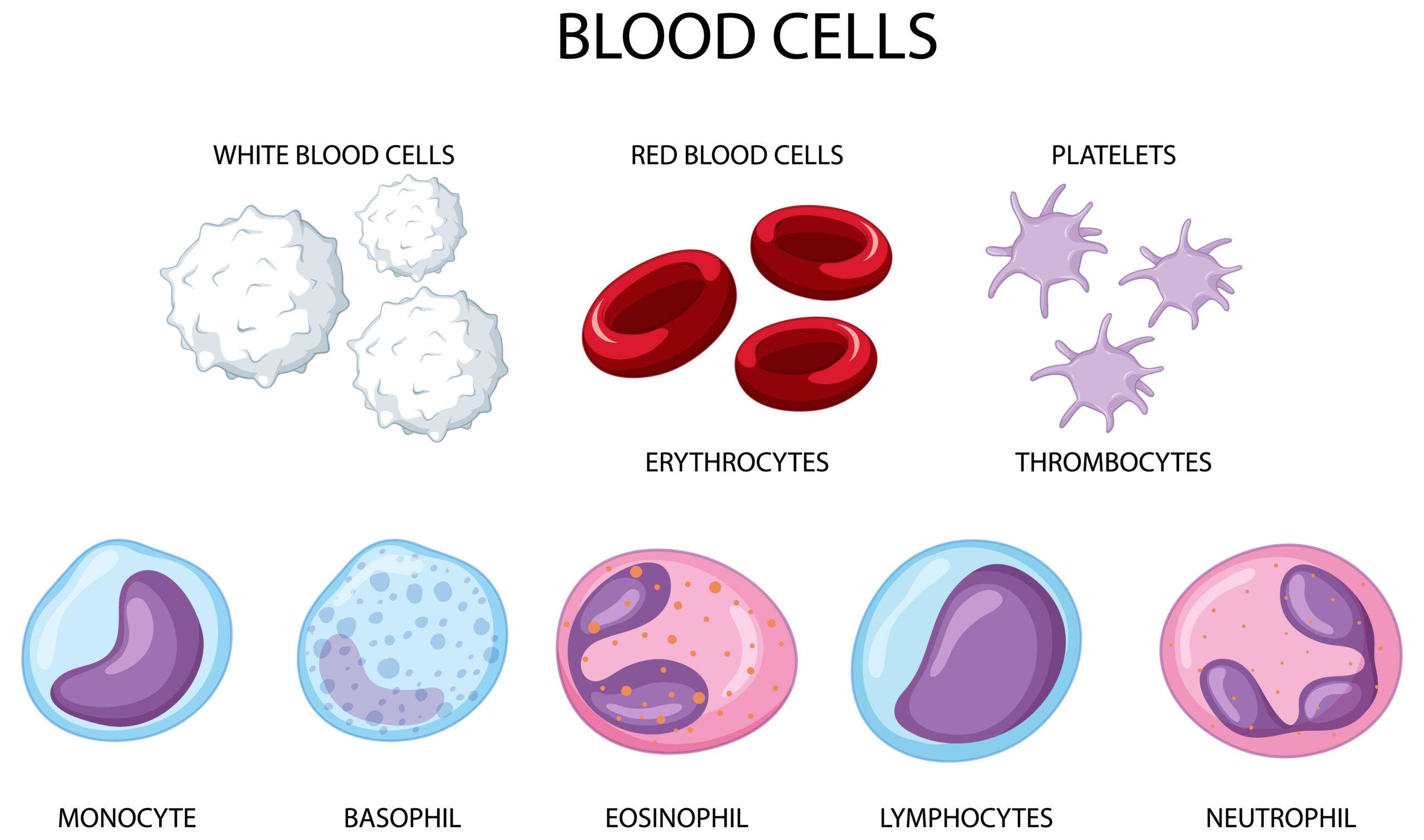 Exploring the Mechanisms of Beta Cell Regeneration for Diabetes ...